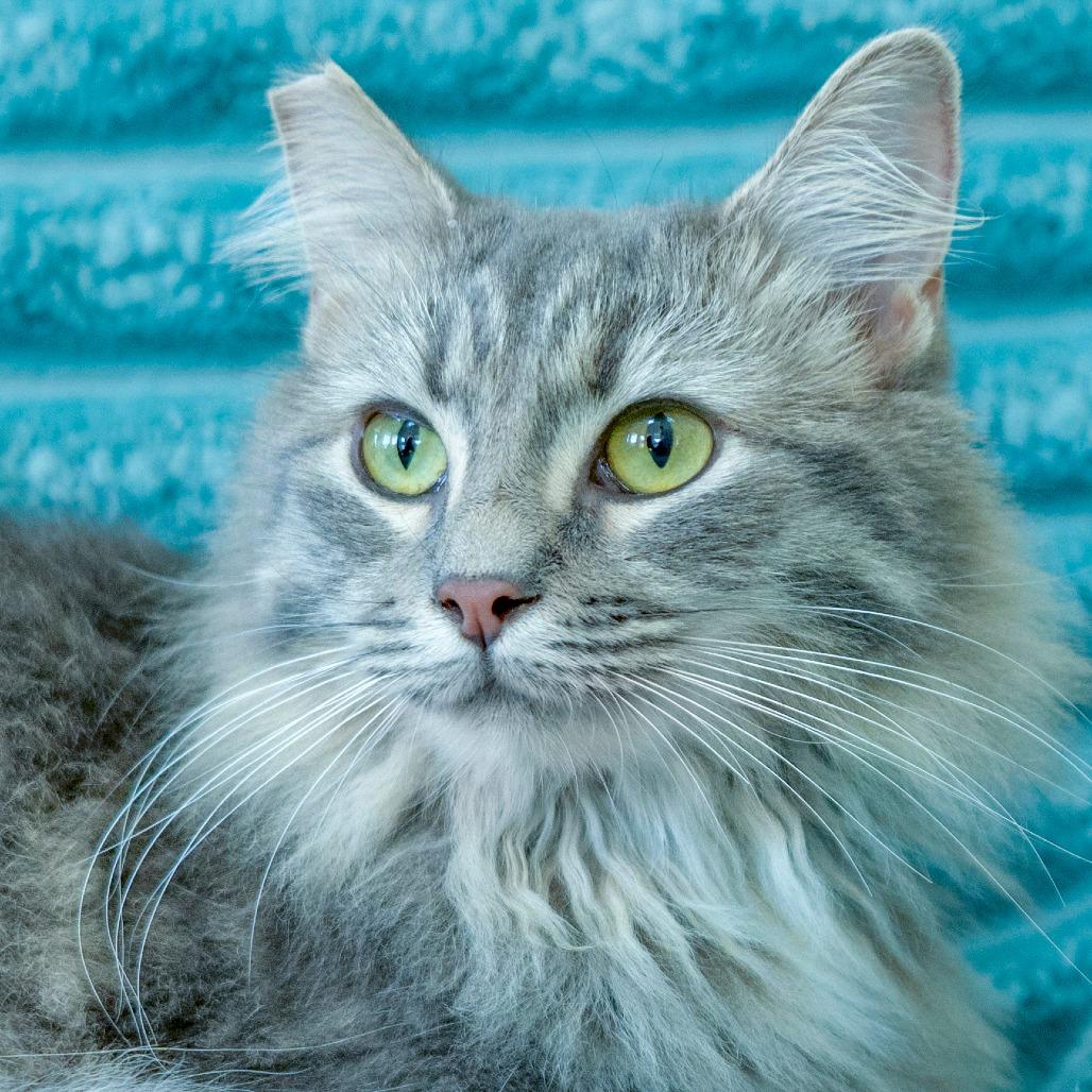 Enlarge Fuzzy, a Adoptable Domestic Long Hair in Chapel Hill, NC image 4/4