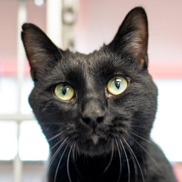 Enlarge Charlie, a Adoptable mixed breed in Des Moines, IA image 1/5