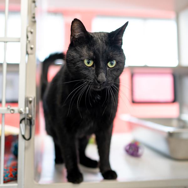 Enlarge Charlie, a Adoptable mixed breed in Des Moines, IA image 2/5