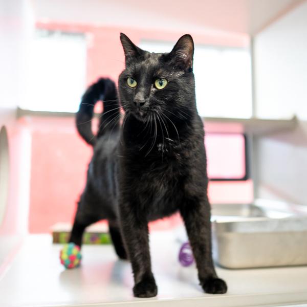 Enlarge Charlie, a Adoptable mixed breed in Des Moines, IA image 3/5