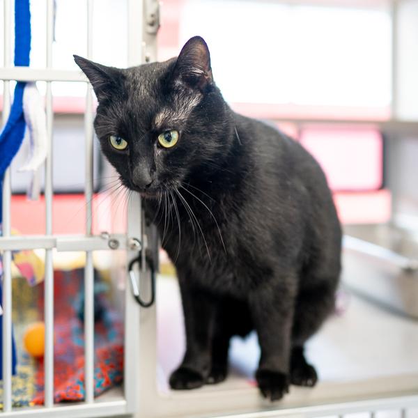 Enlarge Charlie, a Adoptable mixed breed in Des Moines, IA image 5/5