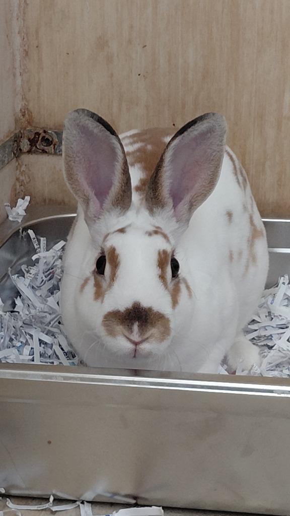 Peaches, Adoptable, Young Female Mini Rex.