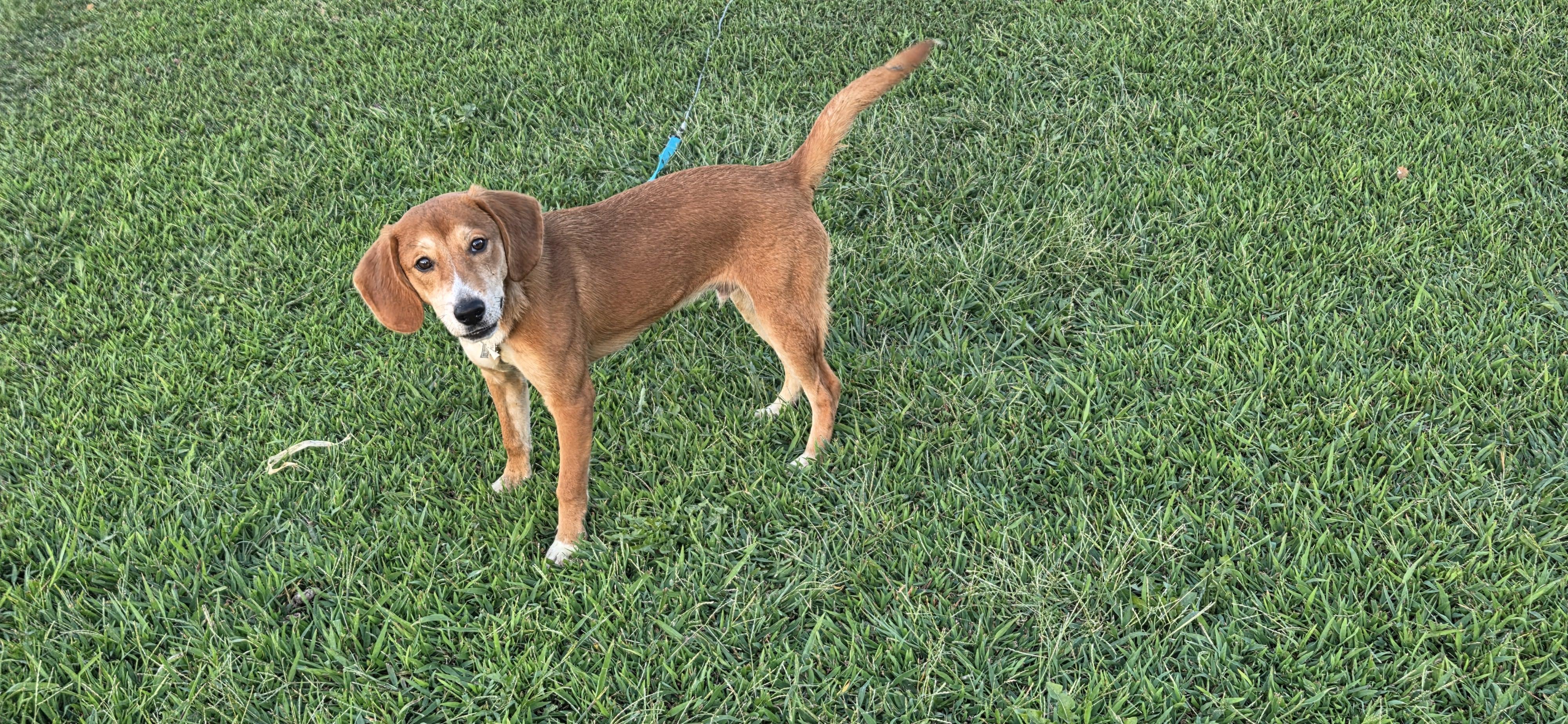 Enlarge Boss, a Adoptable mixed breed in Evansville, IN image 2/2