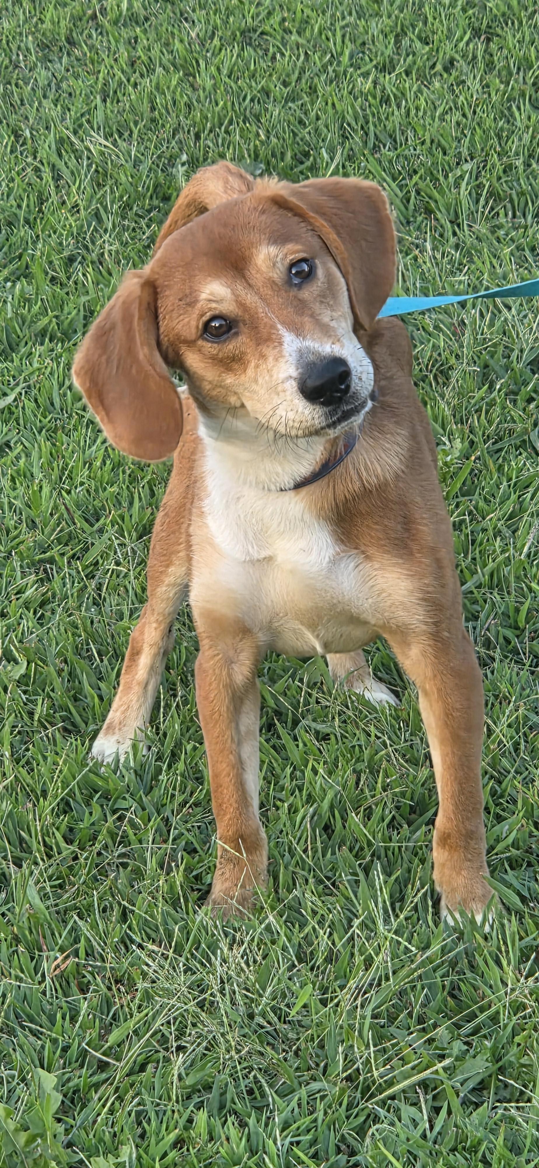 Boss, Adoptable, Young Male Beagle & Dachshund.