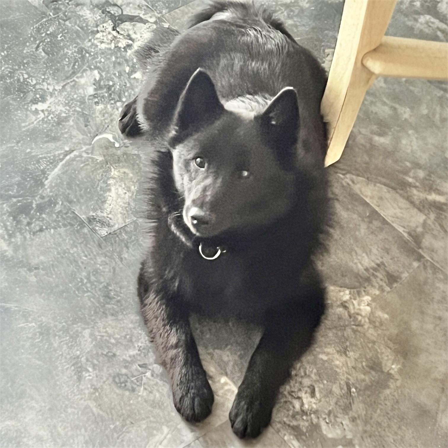 Mach, adopted, Puppy Male Schipperke.