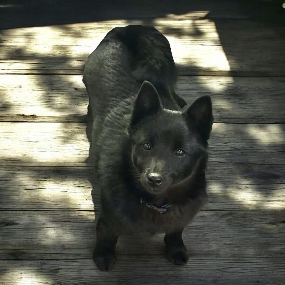 Mach, an adopted Schipperke in Pittstown, NJ image 3/4