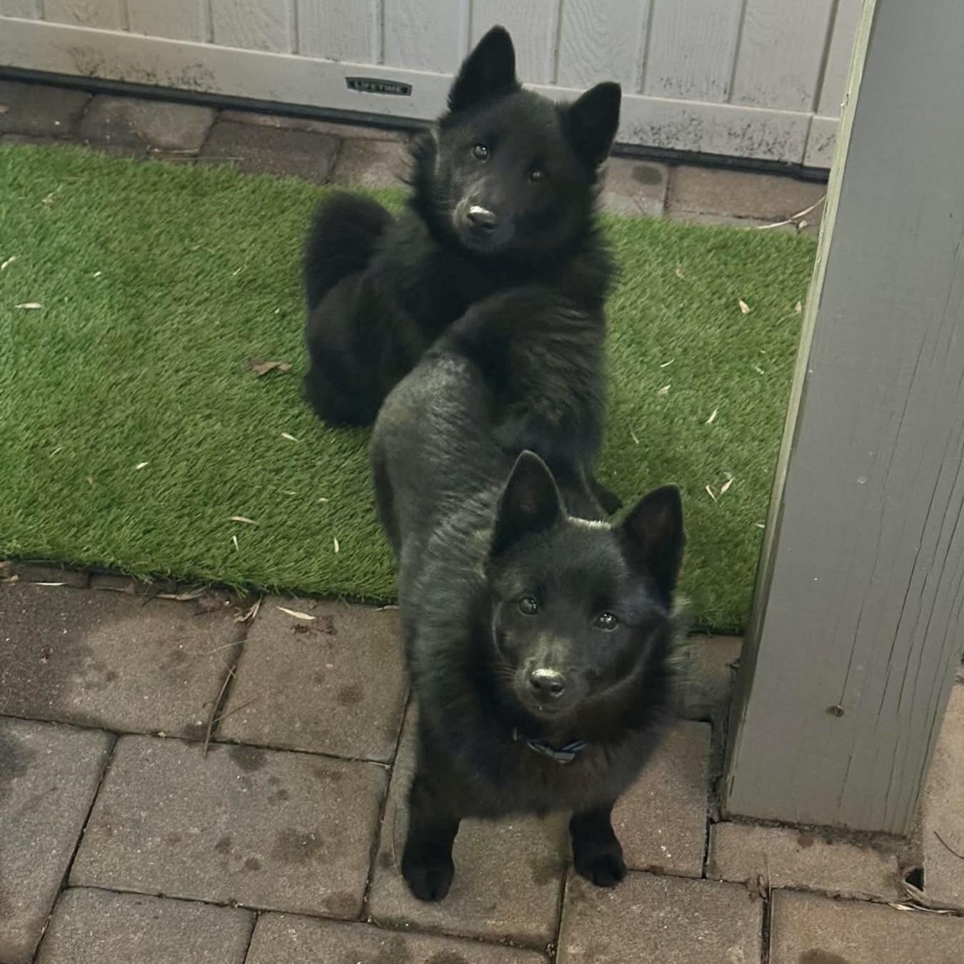 Mach, an adopted Schipperke in Pittstown, NJ image 4/4