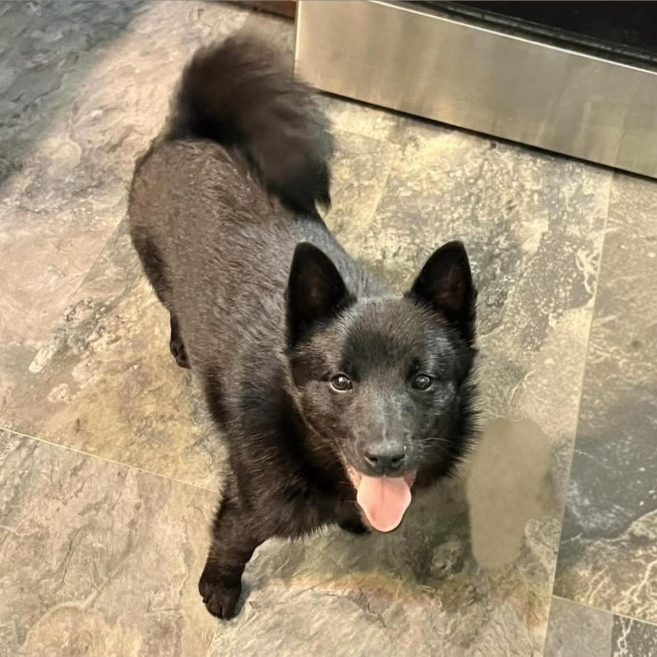 Mach, an adopted Schipperke in Pittstown, NJ image 2/4