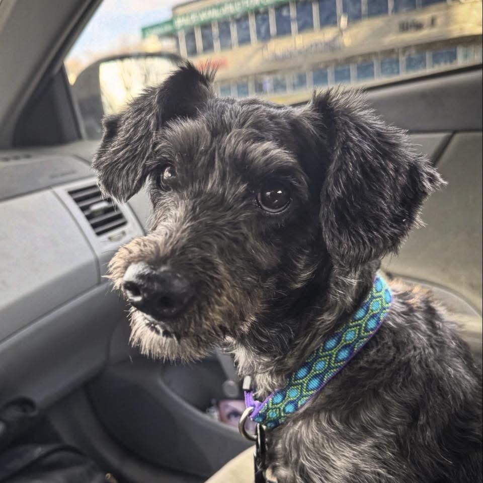 Lucy, Adoptable, Senior Female Yorkshire Terrier & Mixed Breed.