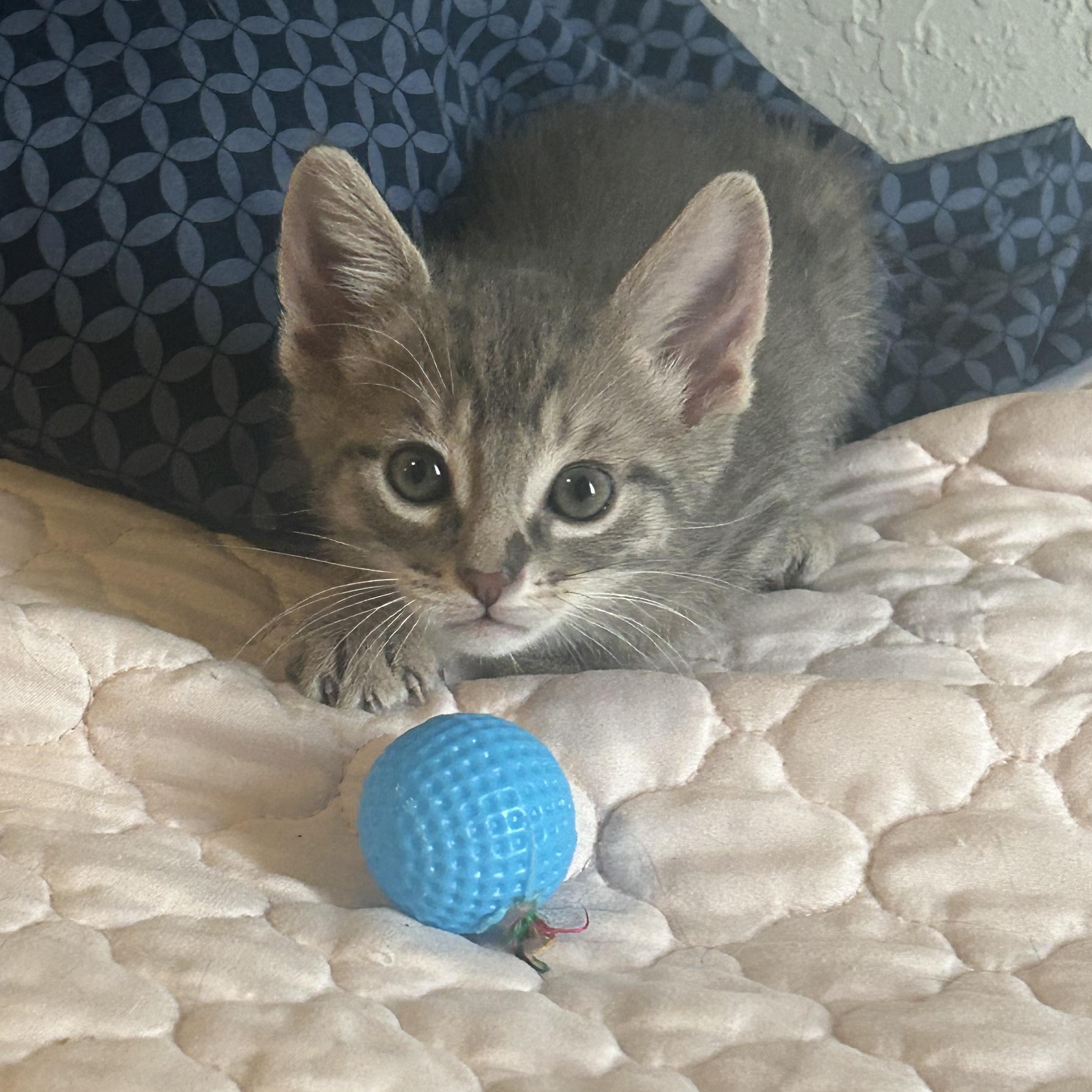 Newton, a ADOPTABLE Domestic Short Hair in Tulsa, OK image 2/6