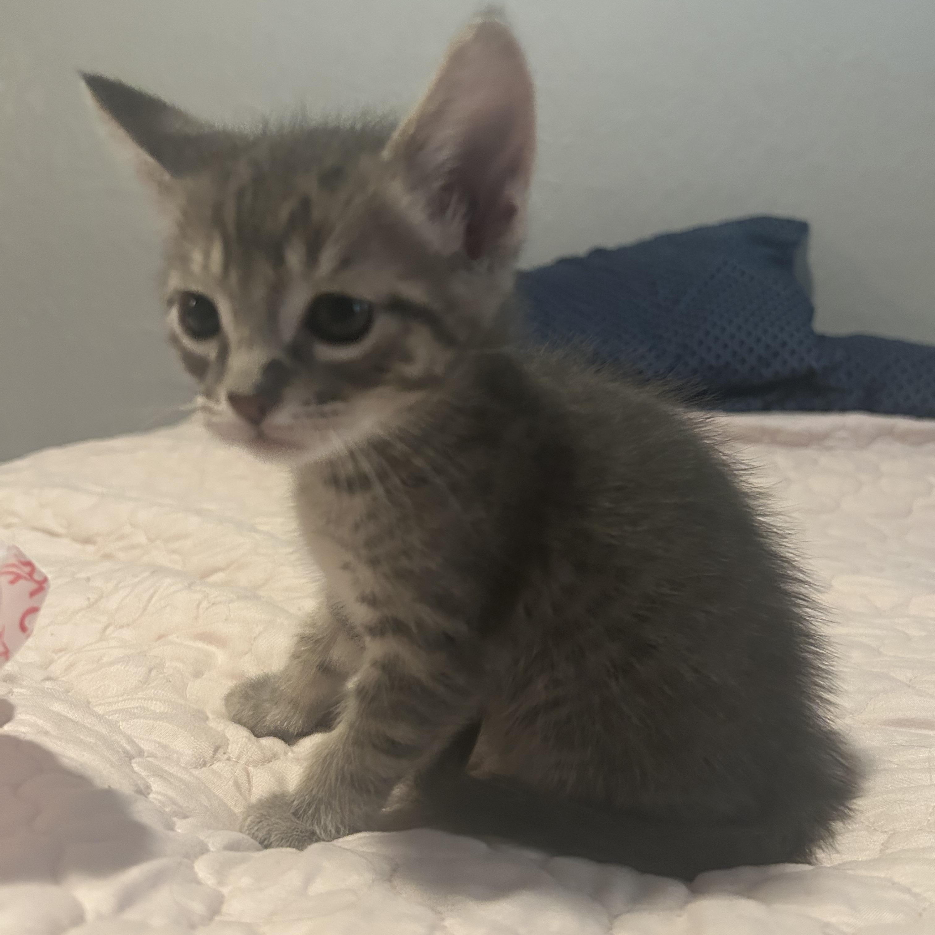 Newton, a ADOPTABLE Domestic Short Hair in Tulsa, OK image 5/6