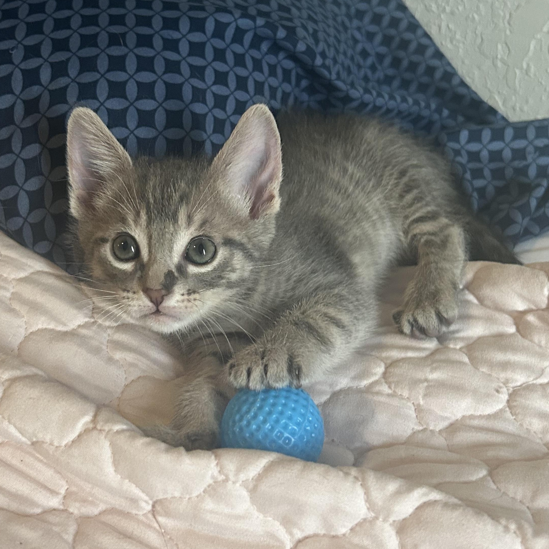 Newton, a ADOPTABLE Domestic Short Hair in Tulsa, OK image 3/6