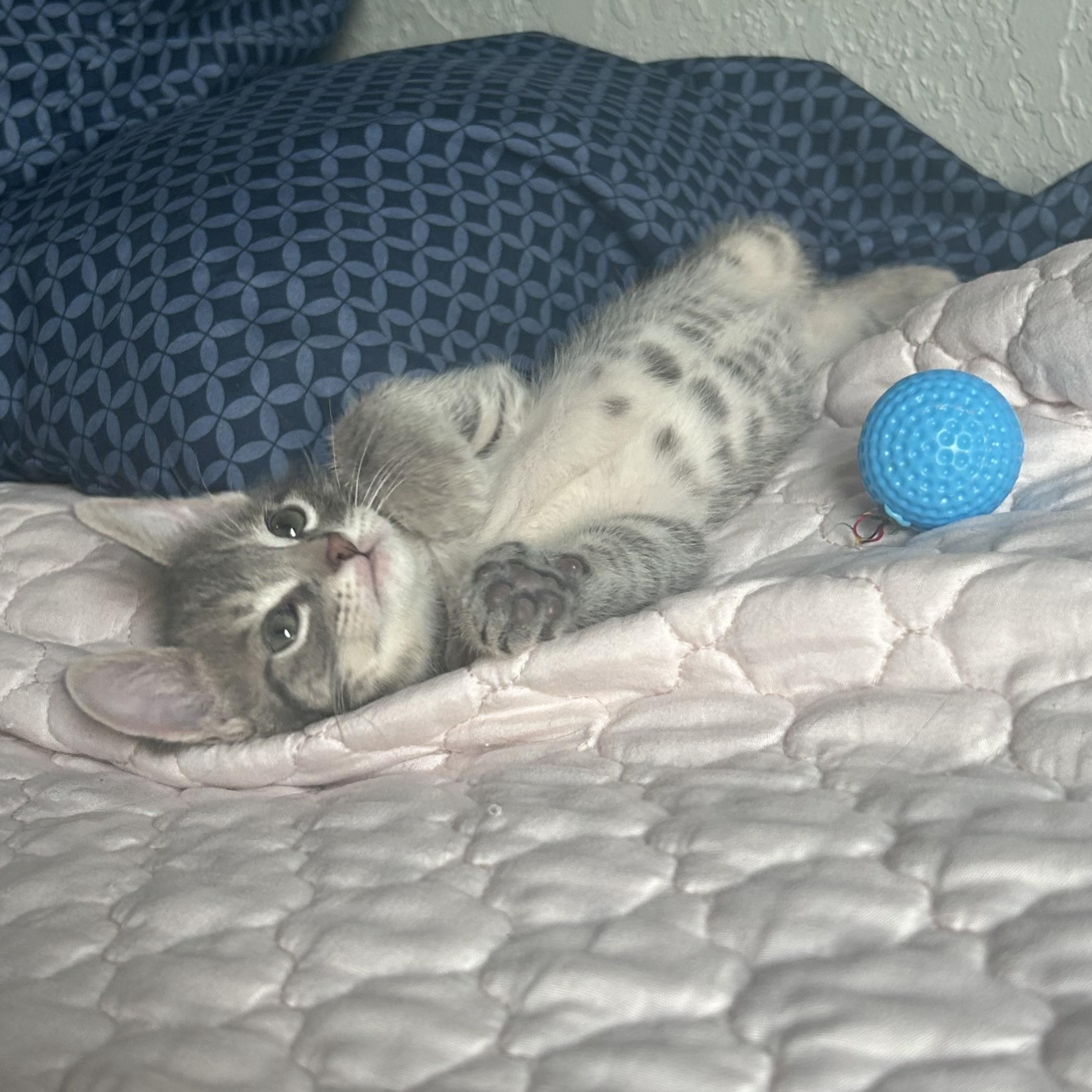 Newton, a ADOPTABLE Domestic Short Hair in Tulsa, OK image 4/6