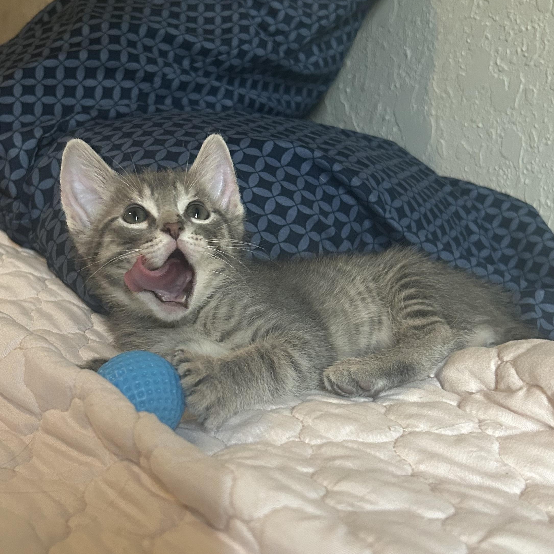 Newton, a ADOPTABLE Domestic Short Hair in Tulsa, OK image 6/6