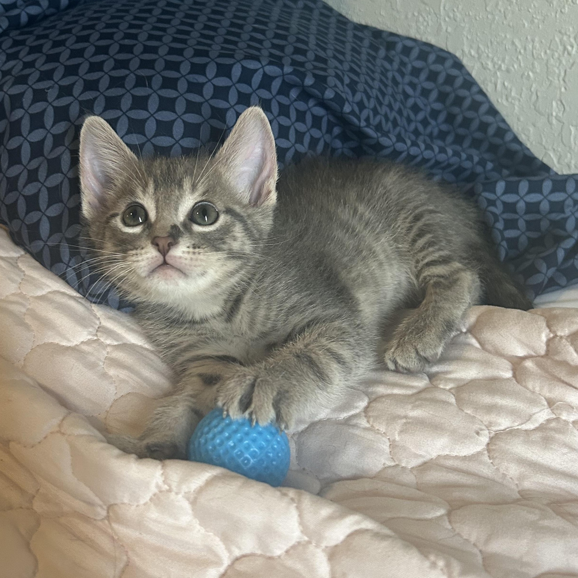 Newton, ADOPTABLE, Kitten Male Domestic Short Hair.