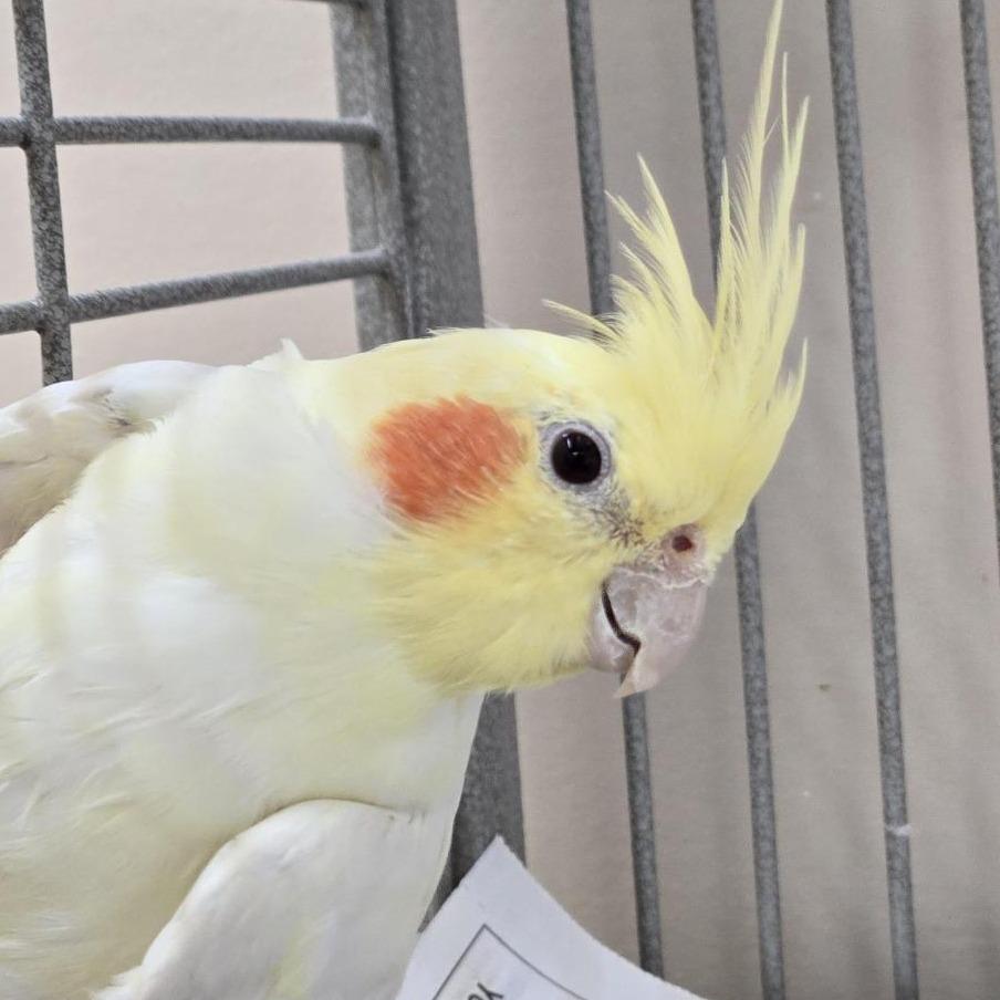 Enlarge Magnolia, a Adoptable Cockatiel in Kanab, UT image 1/1