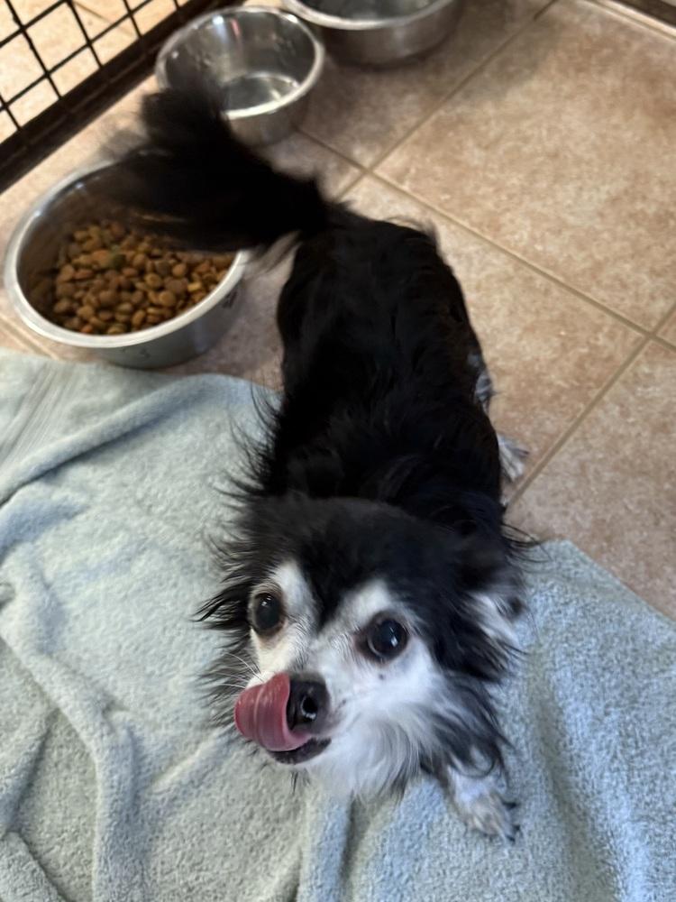 Brackers, a Adoptable Chihuahua image 1/3