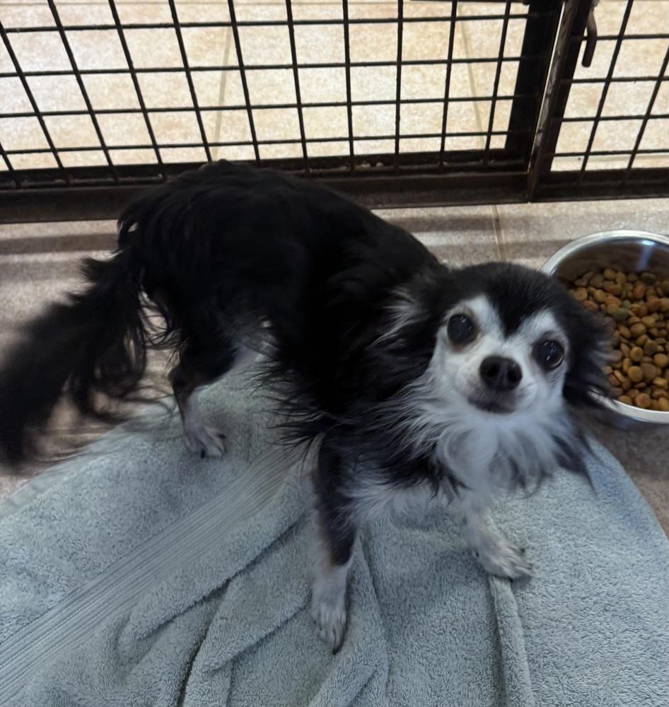 Brackers, a Adoptable Chihuahua image 2/3