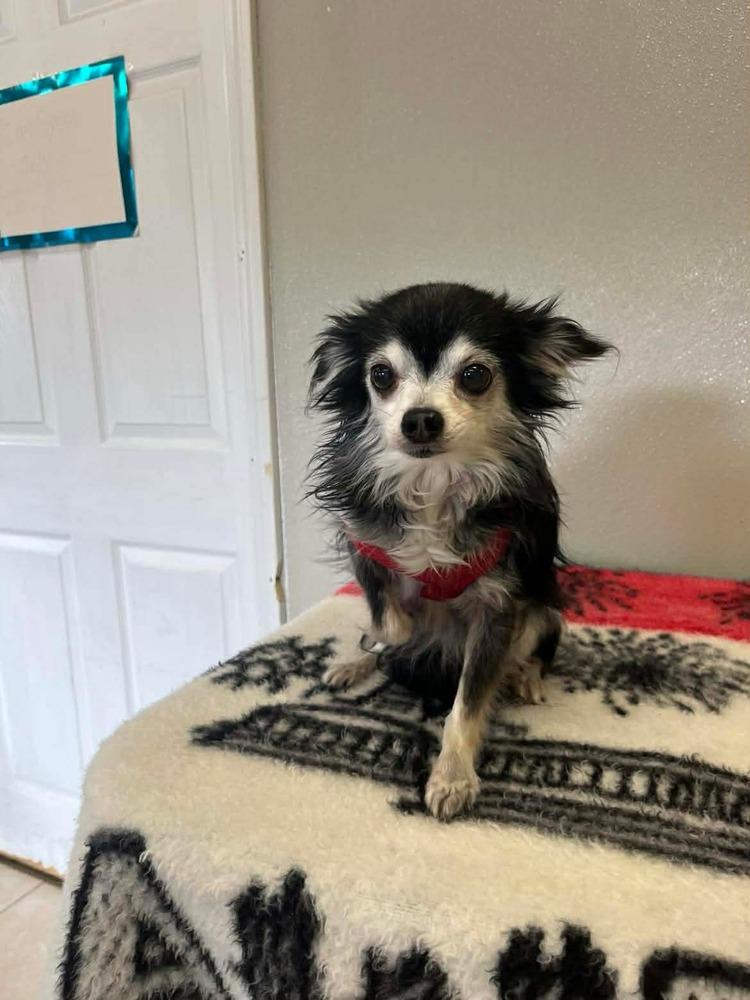 Brackers, a Adoptable Chihuahua image 3/3