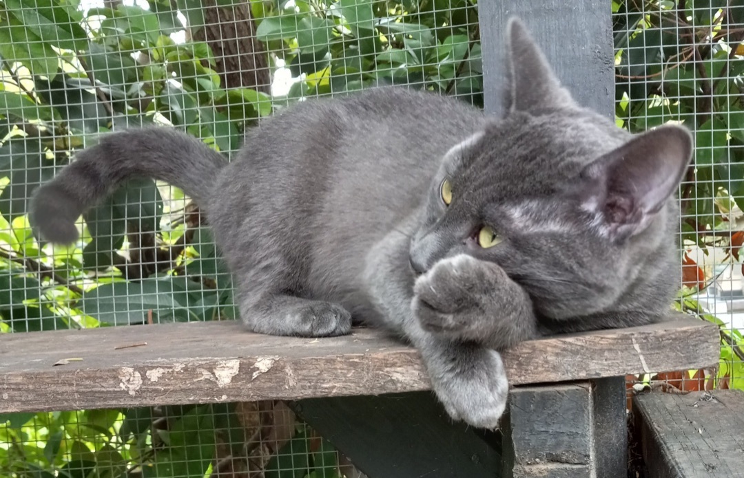 Sir Blu, Adopted, Young Male Russian Blue.