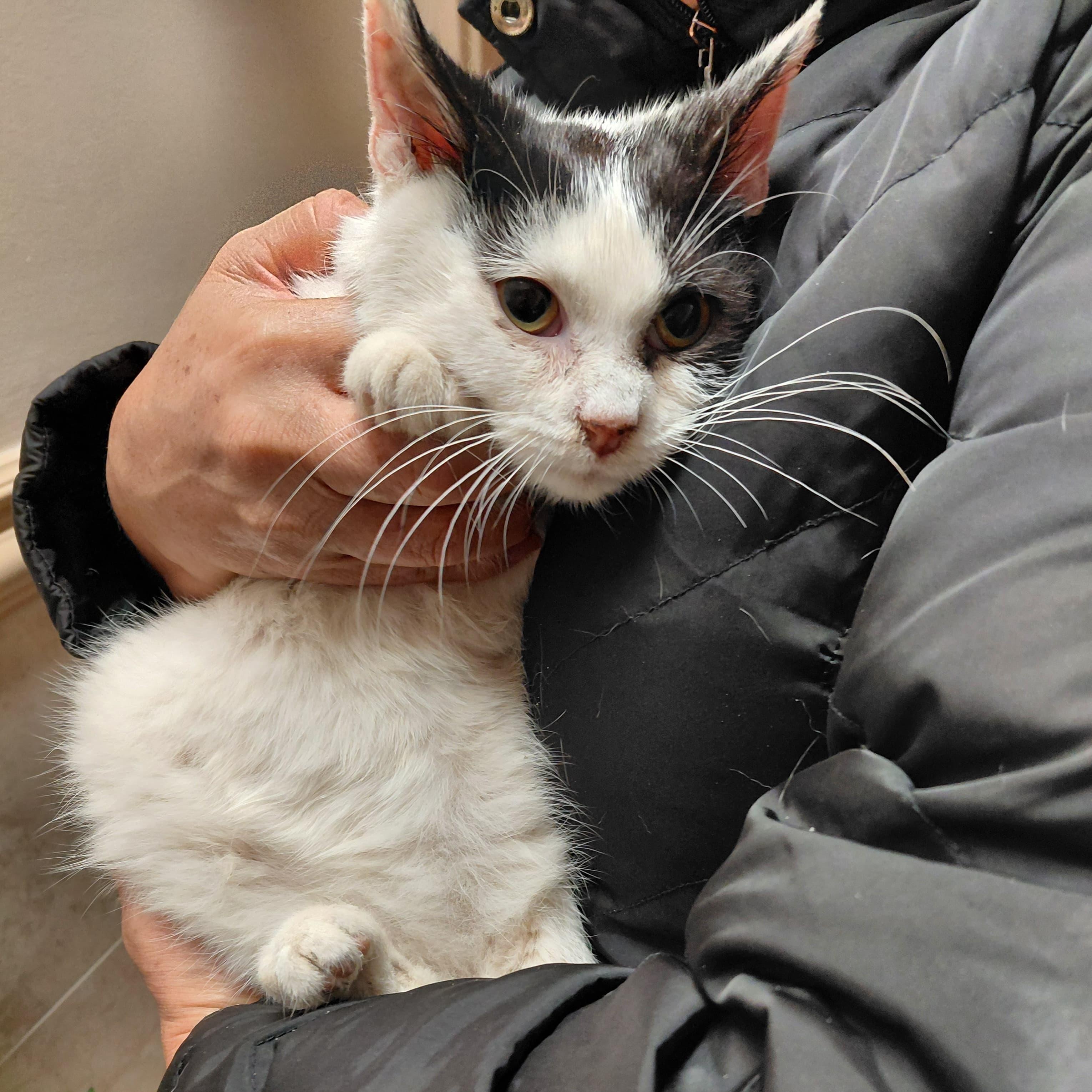 Enlarge Fern, a Adoptable Domestic Short Hair in Weehawken, NJ image 1/6