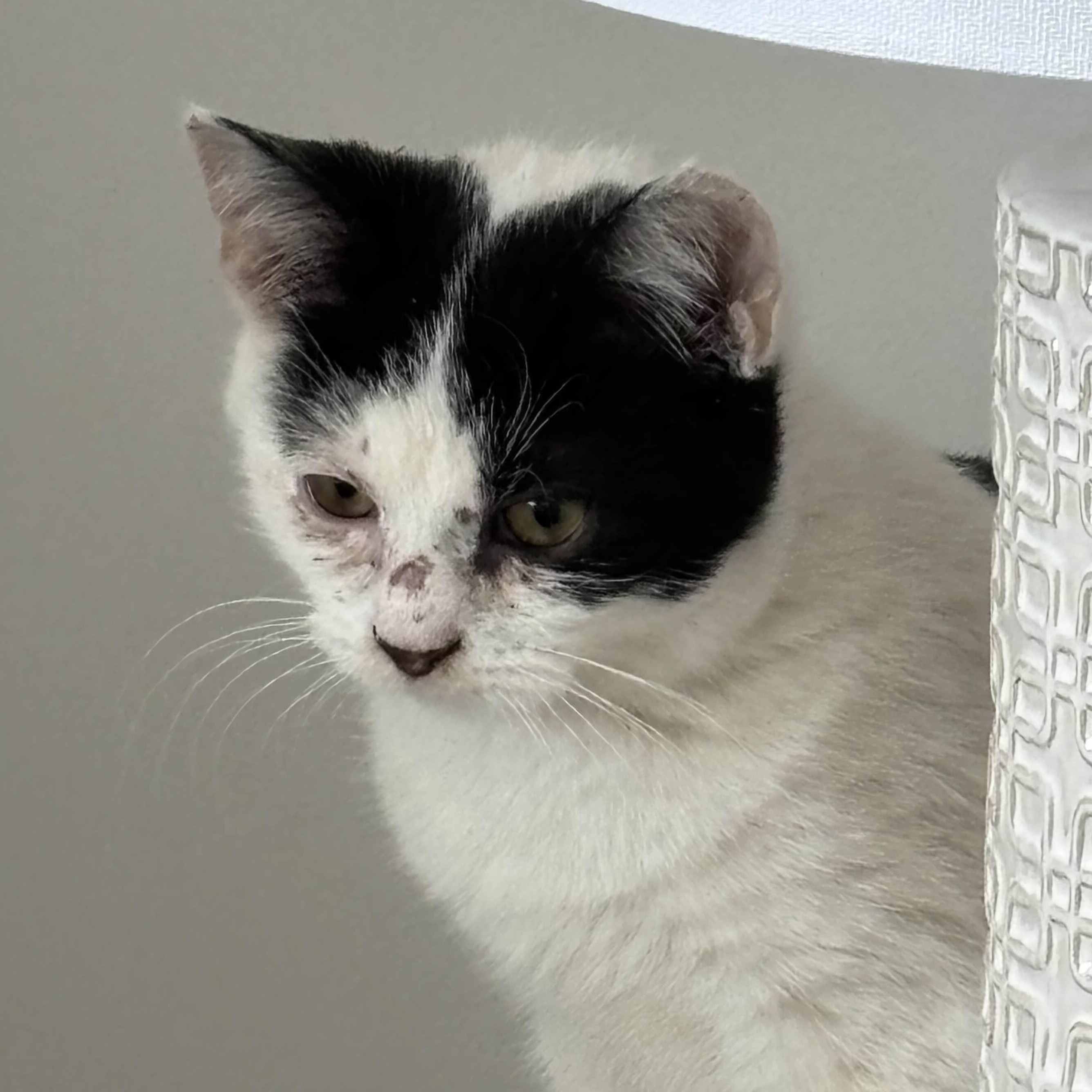 Enlarge Fern, a Adoptable Domestic Short Hair in Weehawken, NJ image 4/6