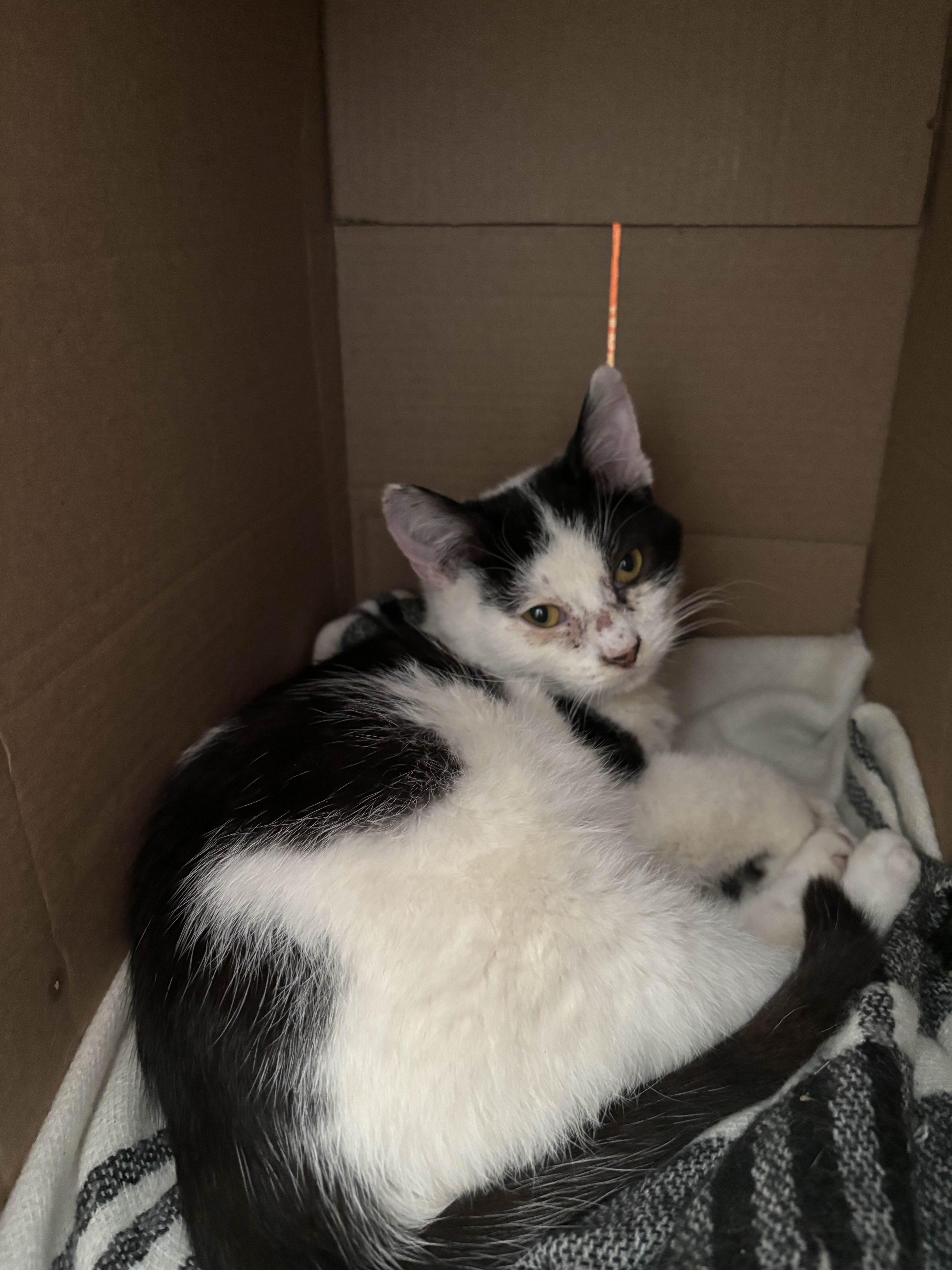 Enlarge Fern, a Adoptable Domestic Short Hair in Weehawken, NJ image 3/6