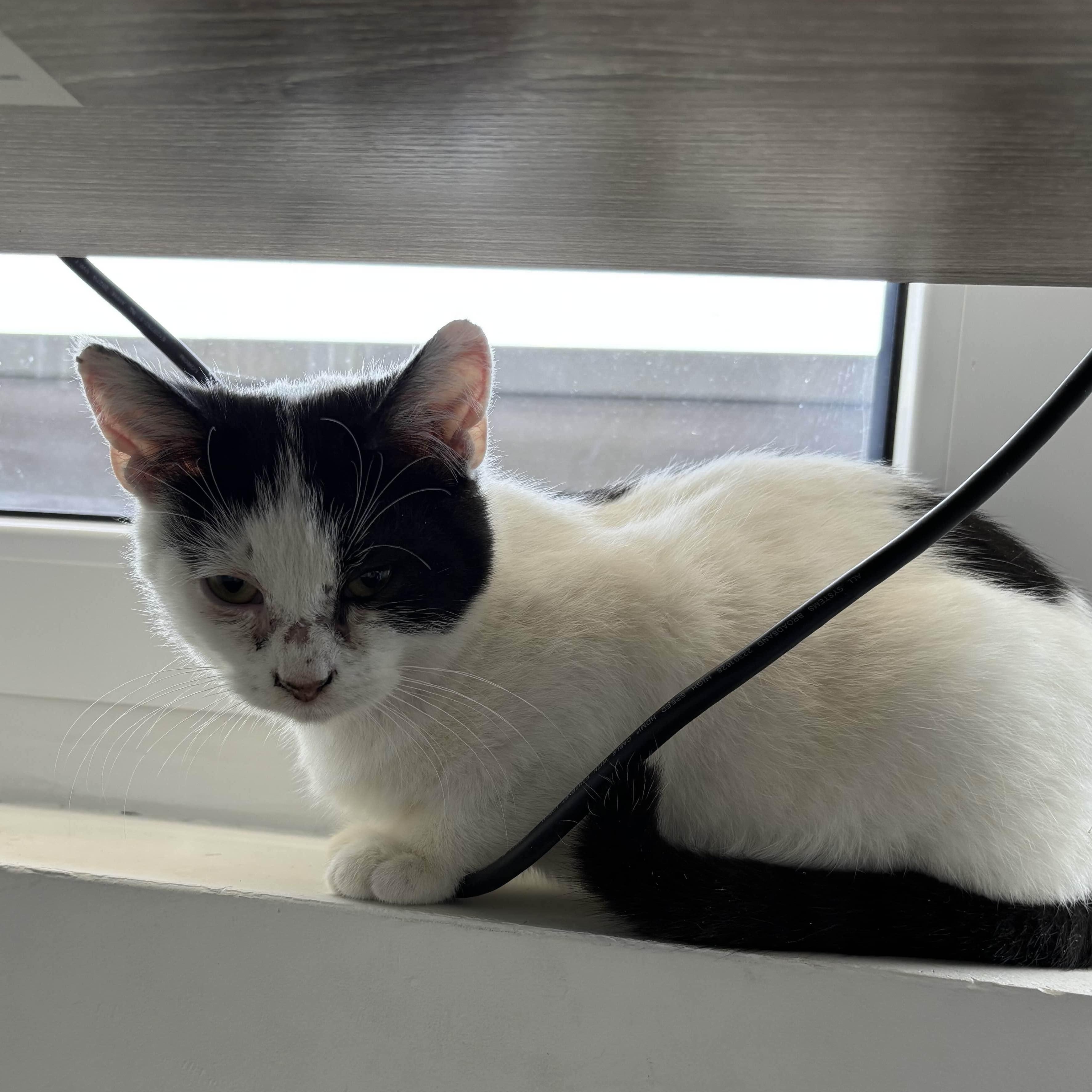 Enlarge Fern, a Adoptable Domestic Short Hair in Weehawken, NJ image 5/6