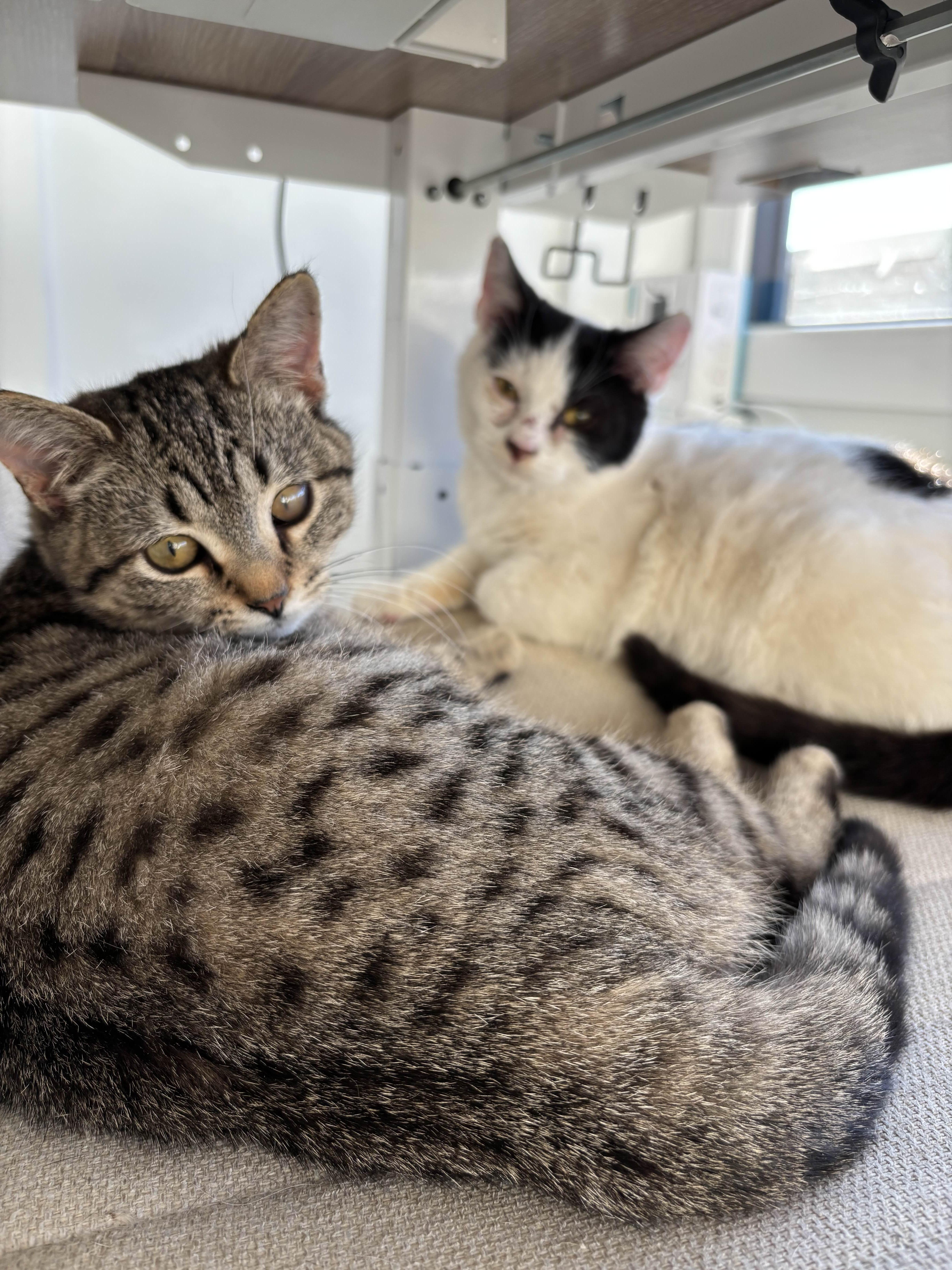 Enlarge Fern, a Adoptable Domestic Short Hair in Weehawken, NJ image 2/6