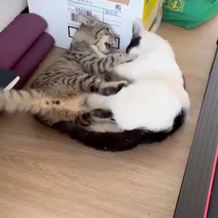 Enlarge Fern, a Adoptable Domestic Short Hair in Weehawken, NJ video 6/6