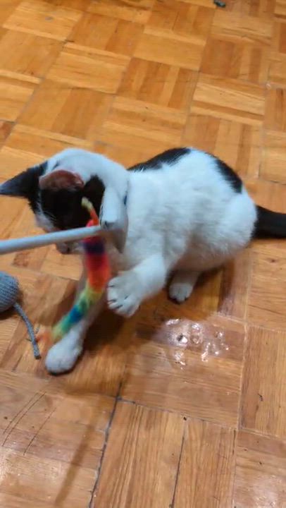 Enlarge Fern, a Adoptable Domestic Short Hair in Weehawken, NJ video 4/6