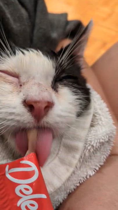 Enlarge Fern, a Adoptable Domestic Short Hair in Weehawken, NJ video 3/6