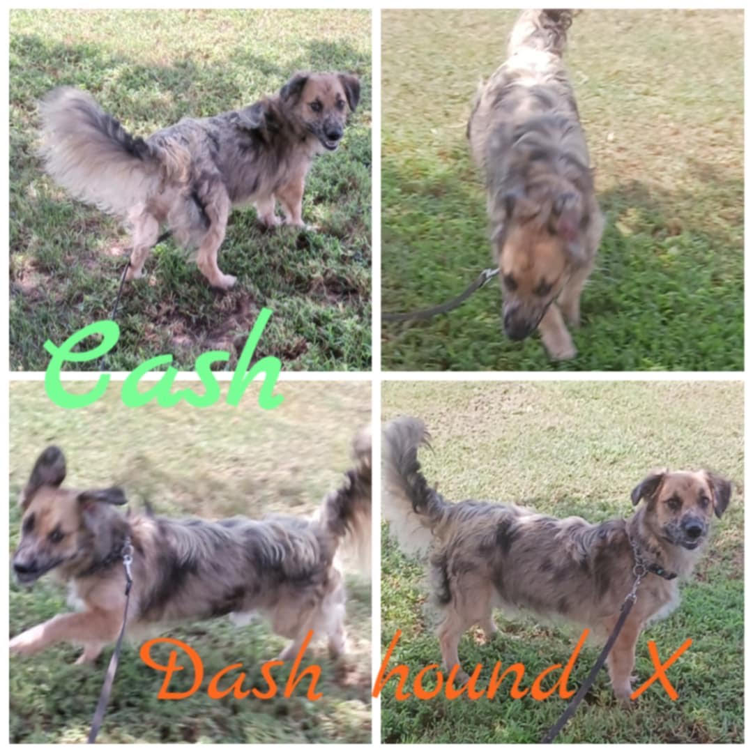 Enlarge Cash, a Adopted mixed breed in Ashdown, AR image 1/1