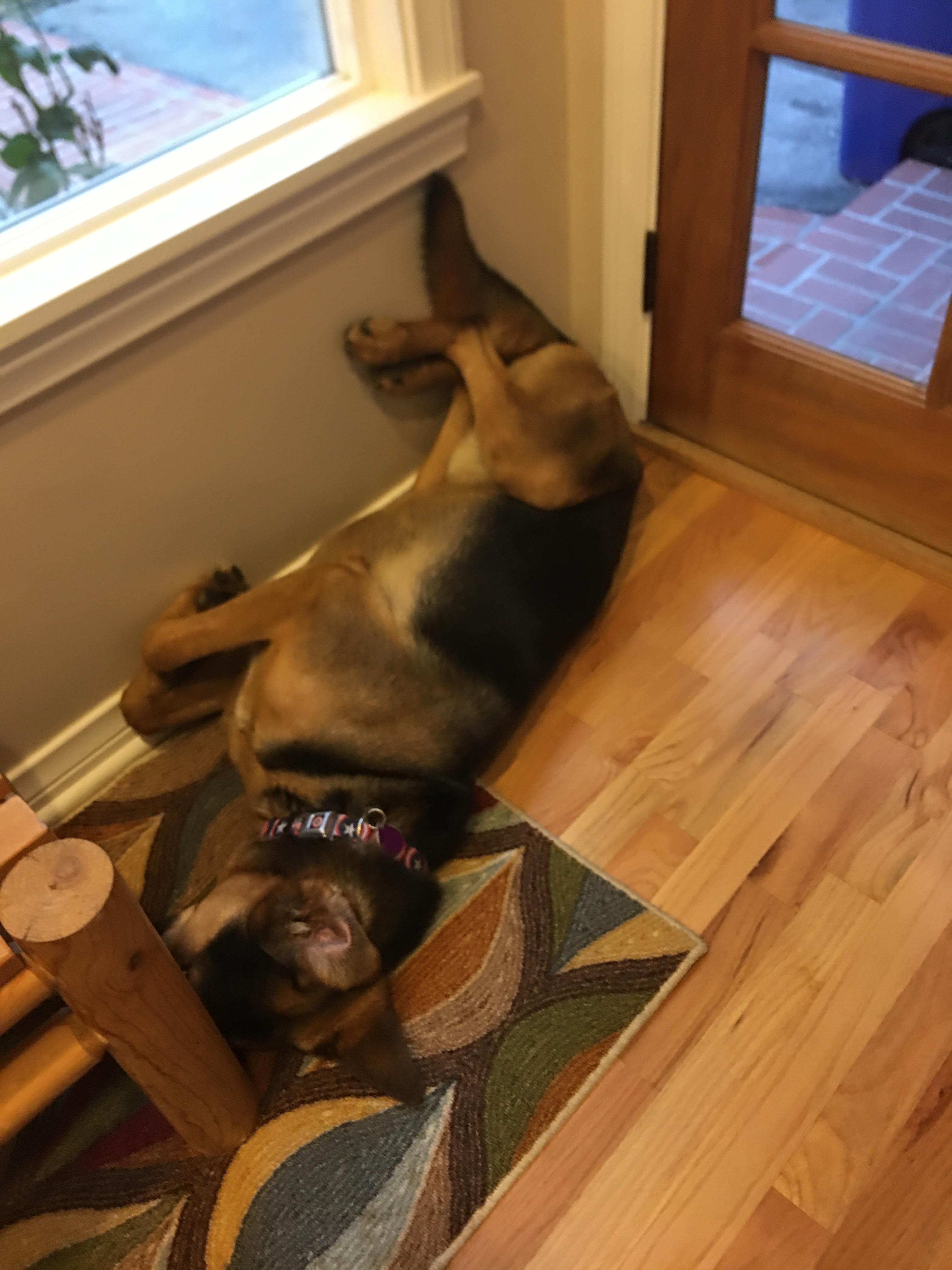 Enlarge Johnny, a Adoptable mixed breed in Pasadena, CA image 3/5