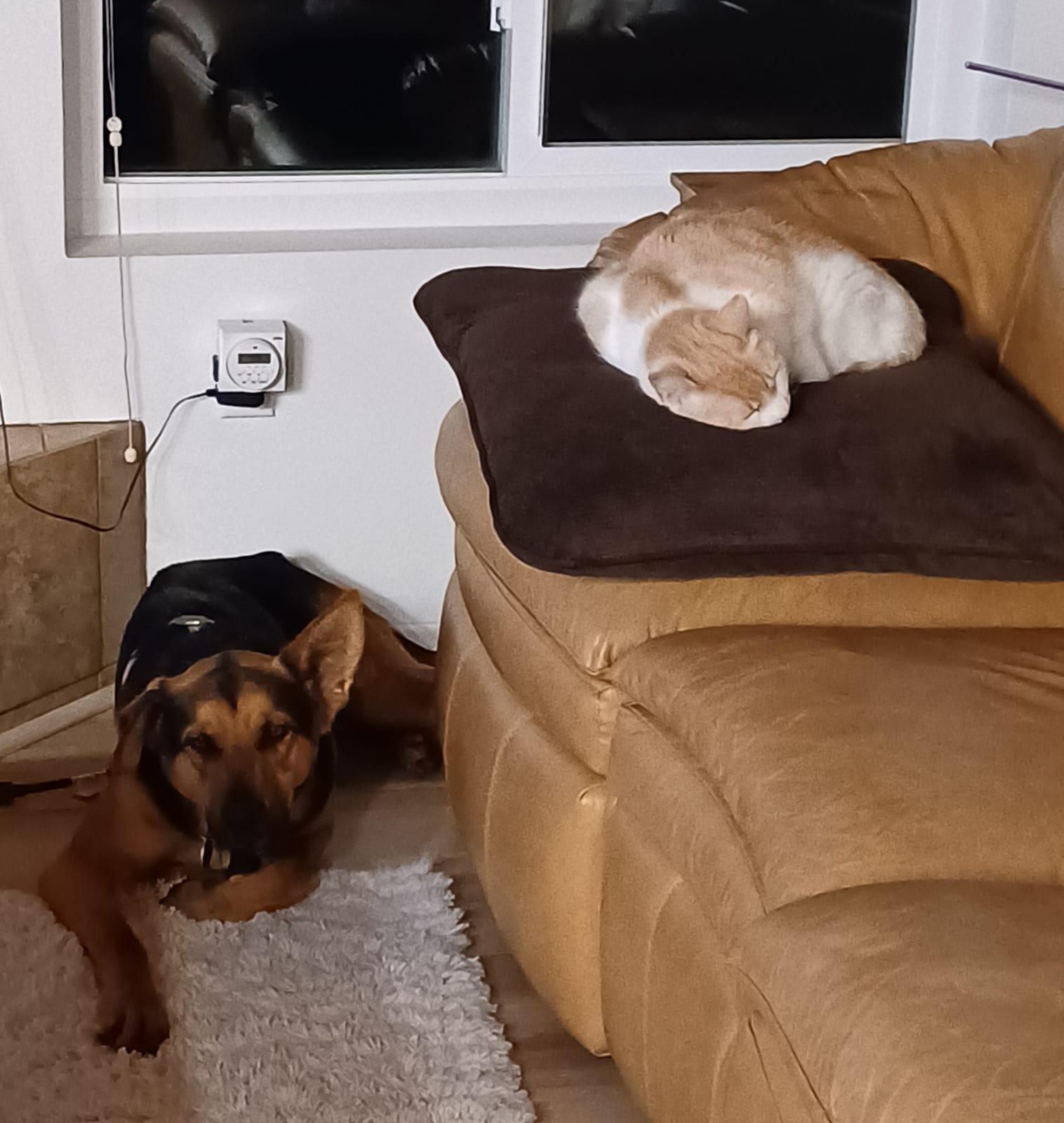 Enlarge Johnny, a Adoptable mixed breed in Pasadena, CA image 4/5