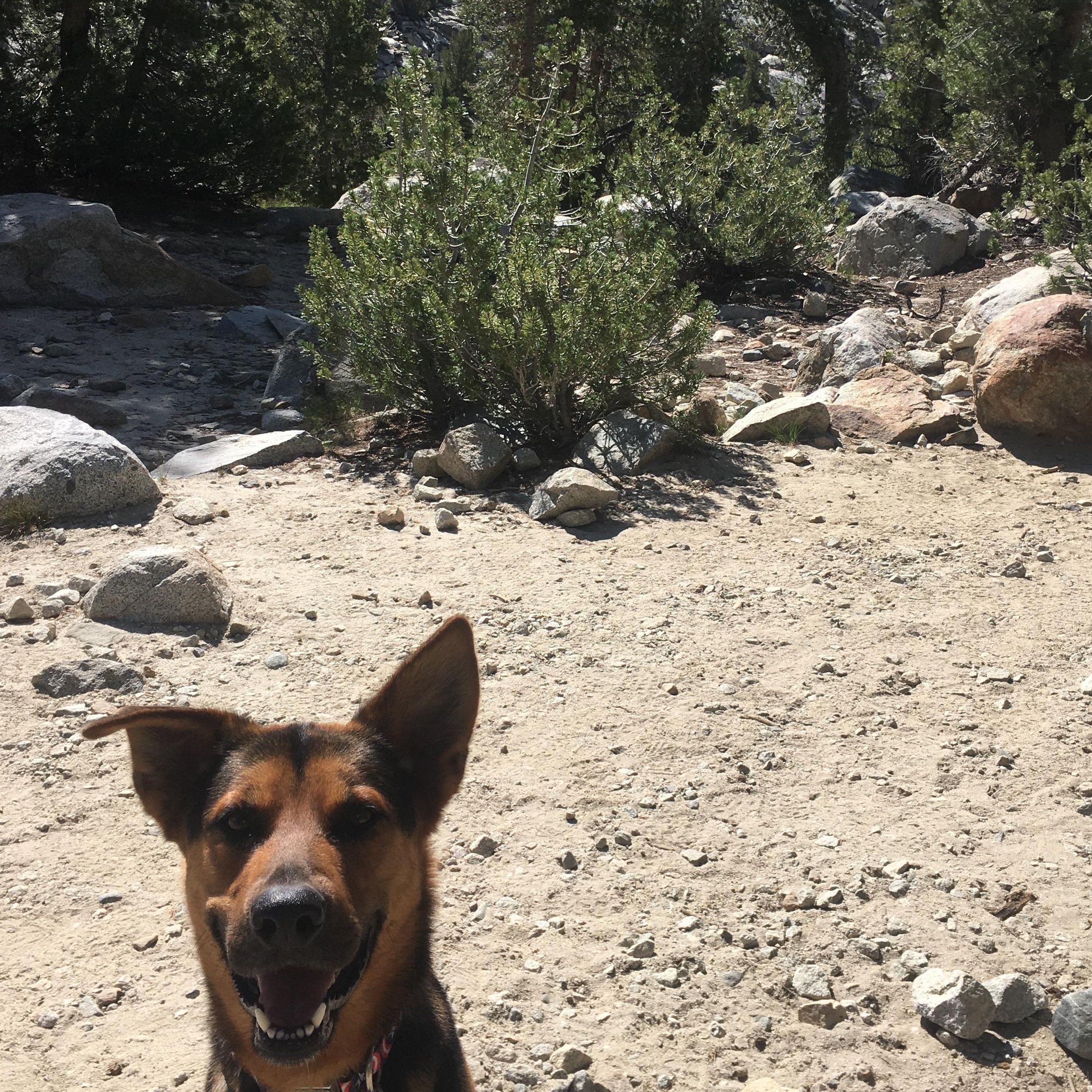 Enlarge Johnny, a Adoptable mixed breed in Pasadena, CA image 2/5