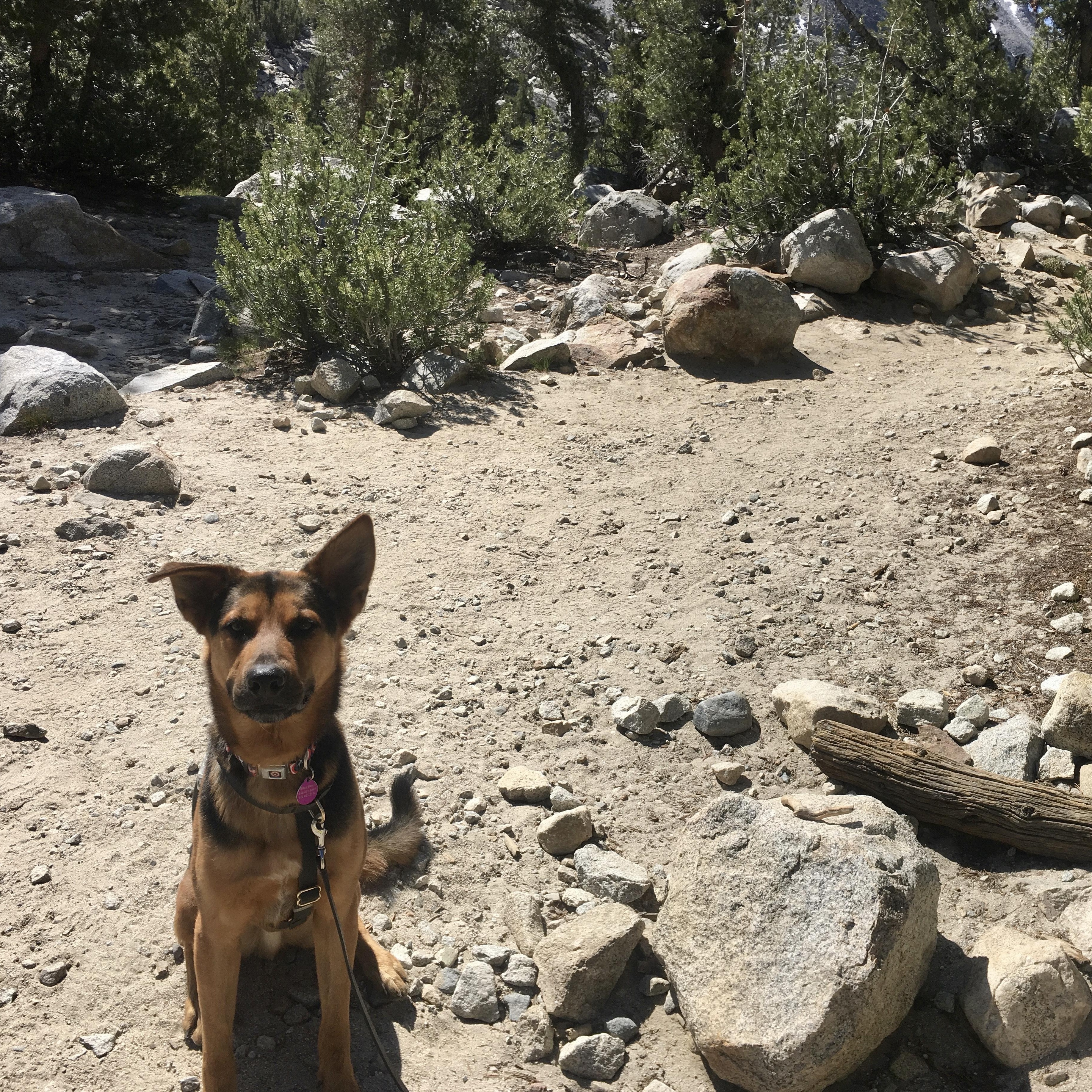 Johnny, Adoptable, Adult Male German Shepherd Dog.