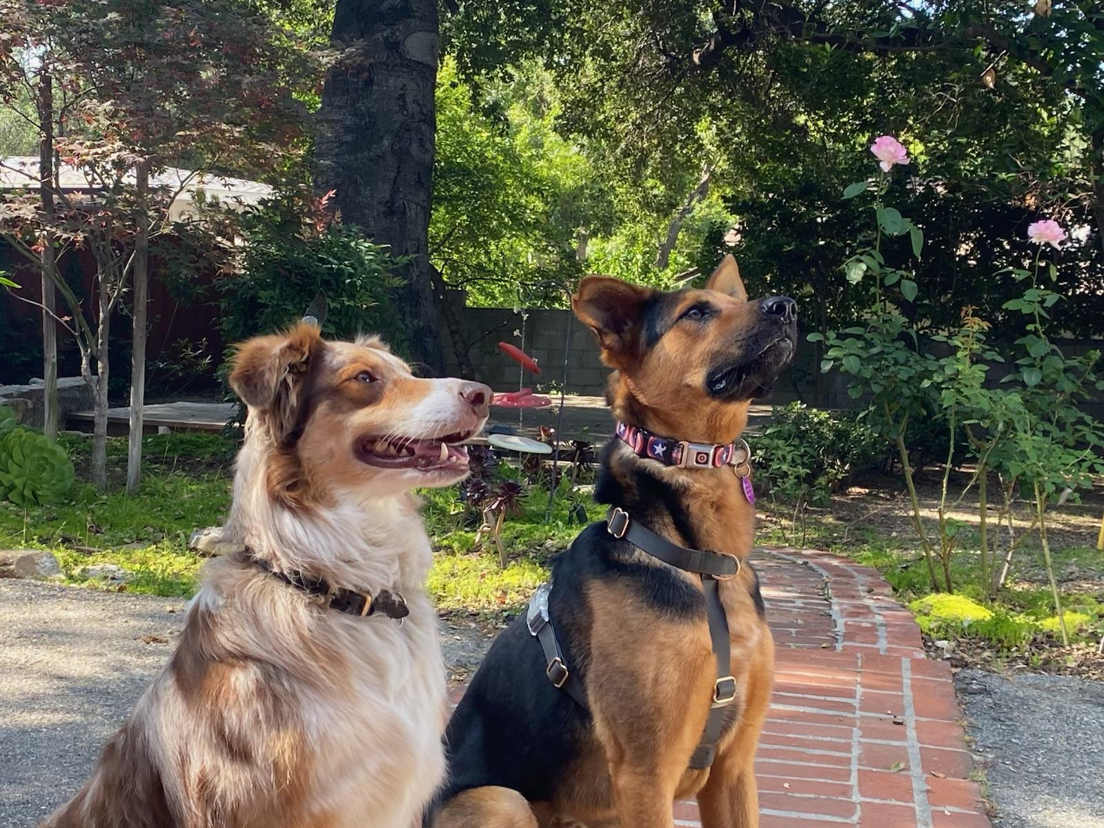 Enlarge Johnny, a Adoptable mixed breed in Pasadena, CA image 5/5