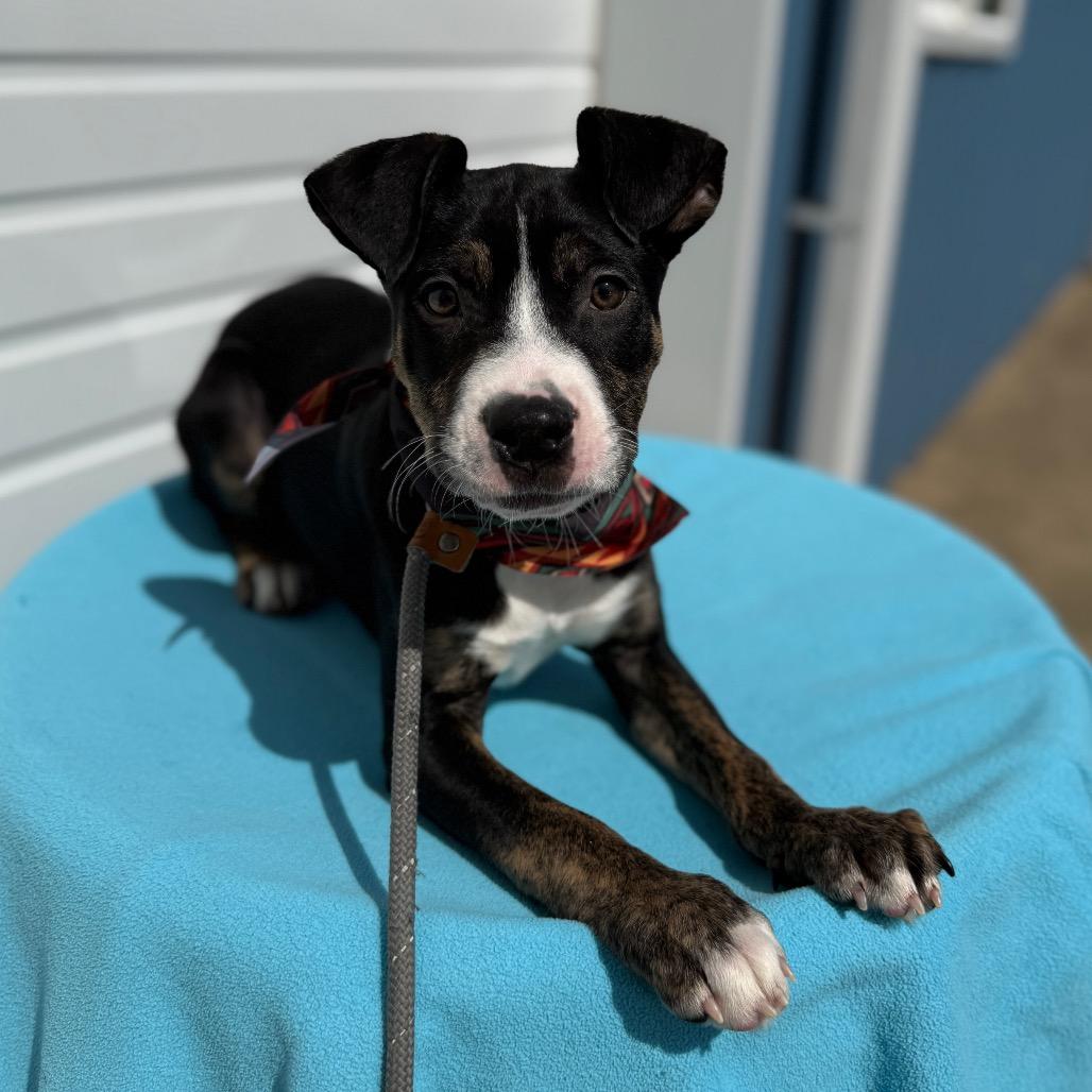 Enlarge Stout, a Adoptable Pit Bull Terrier in Newberg, OR image 1/6