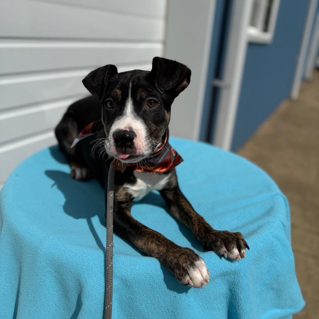 Enlarge Stout, a Adoptable Pit Bull Terrier in Newberg, OR image 2/6