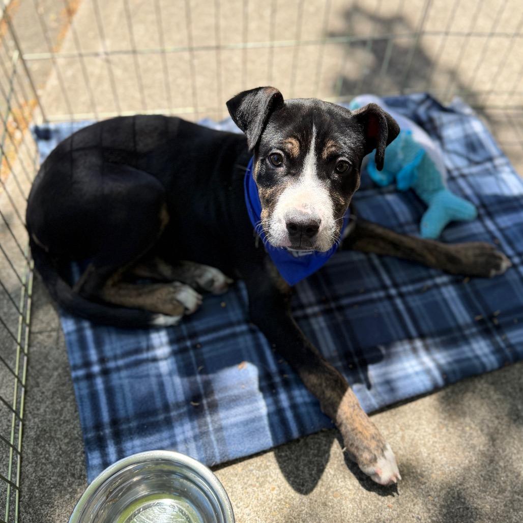 Enlarge Stout, a Adoptable Pit Bull Terrier in Newberg, OR image 3/6