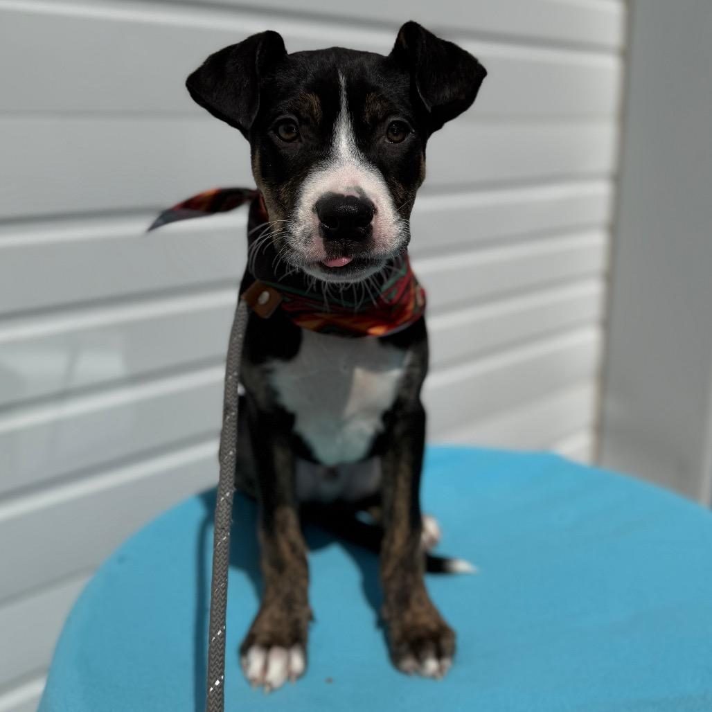 Enlarge Stout, a Adoptable Pit Bull Terrier in Newberg, OR image 4/6