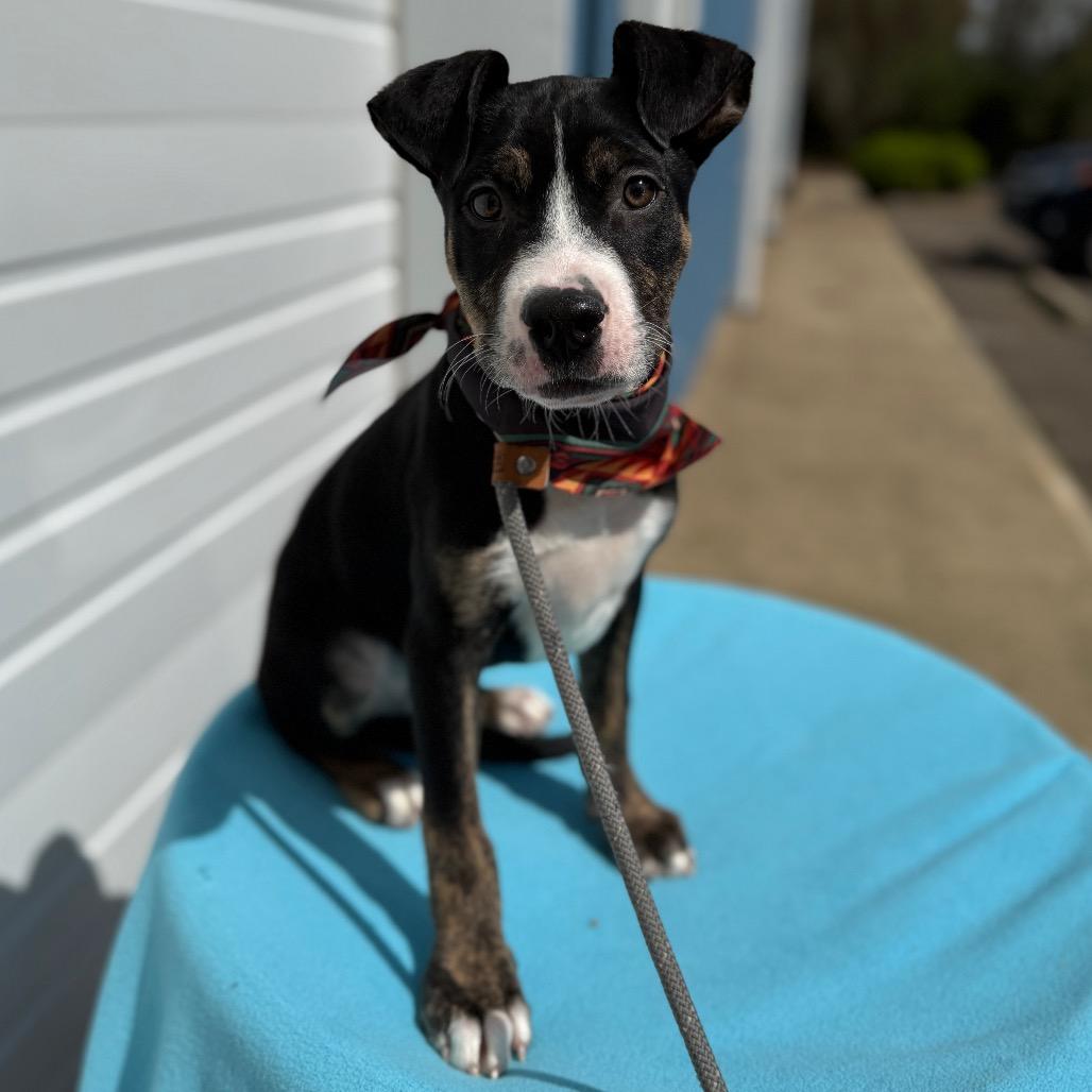 Enlarge Stout, a Adoptable Pit Bull Terrier in Newberg, OR image 5/6