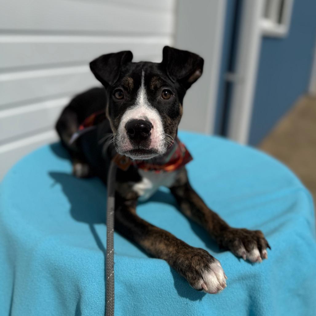 Enlarge Stout, a Adoptable Pit Bull Terrier in Newberg, OR image 6/6