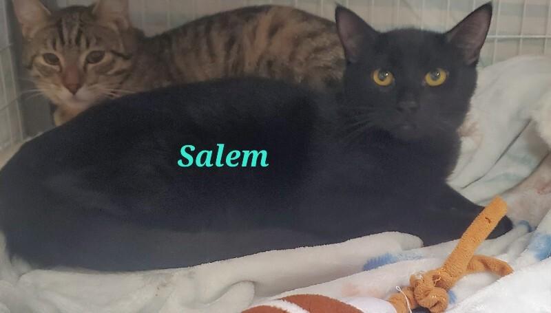 Enlarge Salem, a Adoptable Domestic Short Hair in Diamond Springs, CA image 1/3