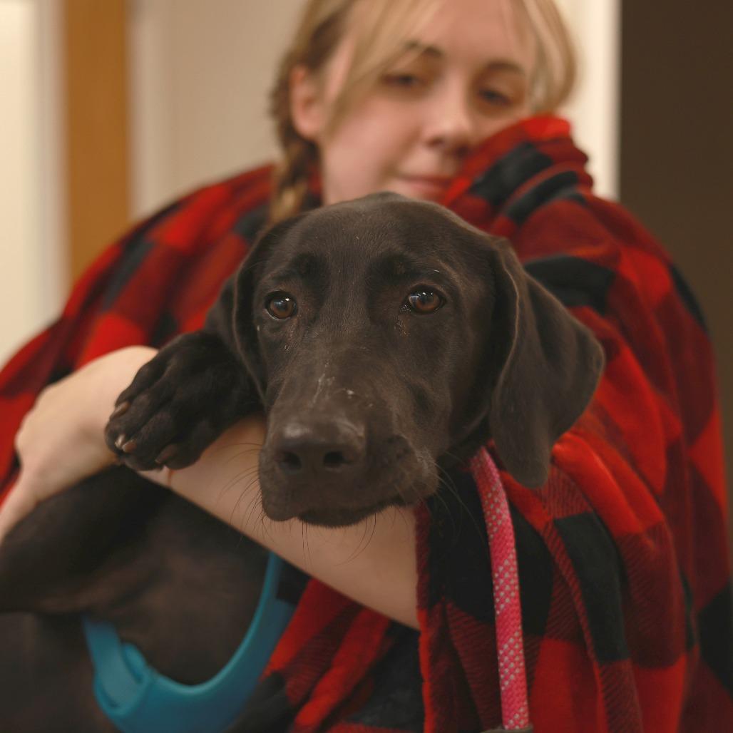 Darcy, Adoptable, Puppy Female Great Dane & Mixed Breed.