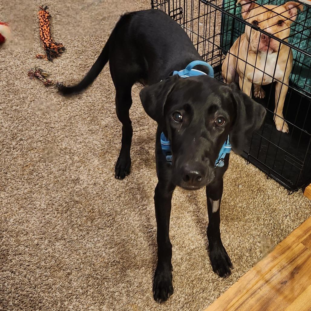Enlarge Darcy, a Adoptable mixed breed in Chaska, MN image 2/6