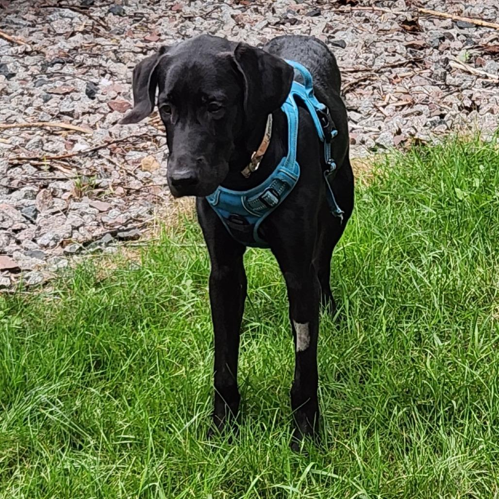 Enlarge Darcy, a Adoptable mixed breed in Chaska, MN image 3/6