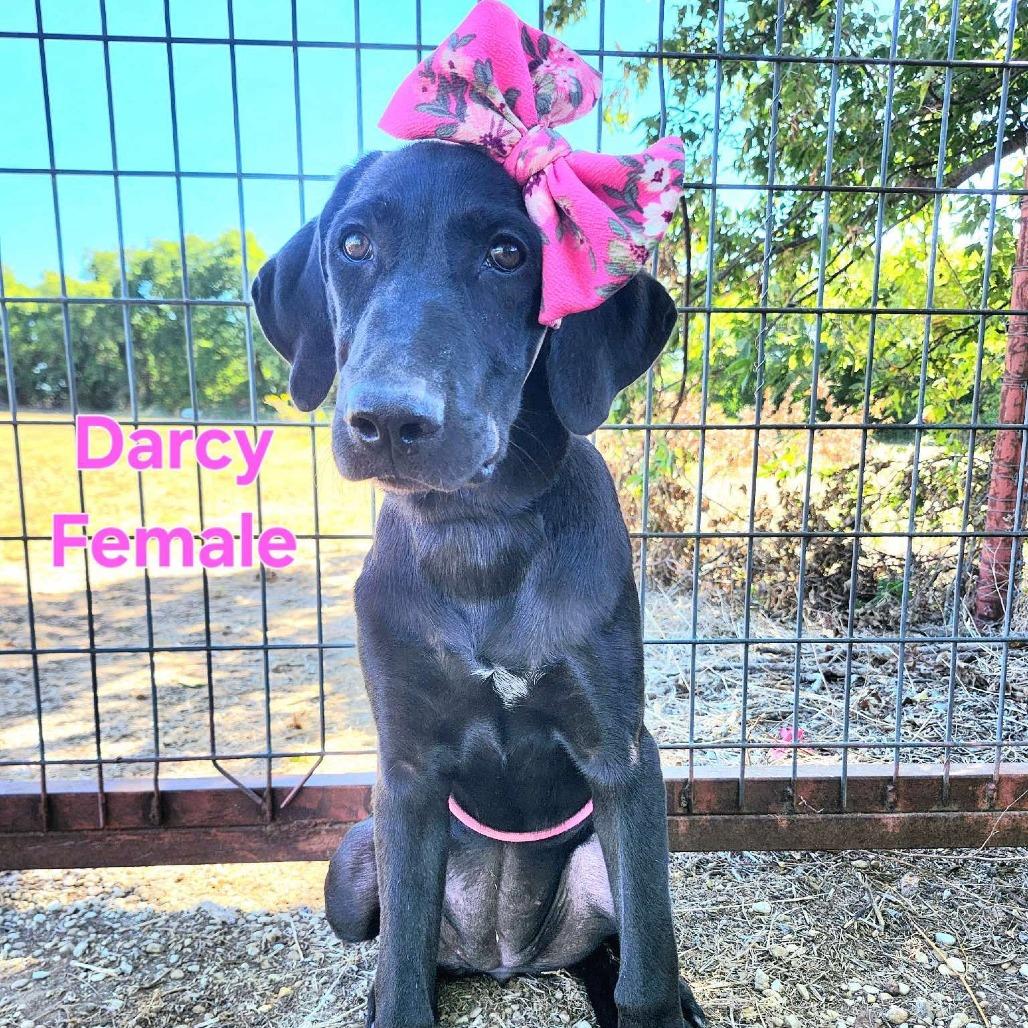 Enlarge Darcy, a Adoptable mixed breed in Chaska, MN image 4/6