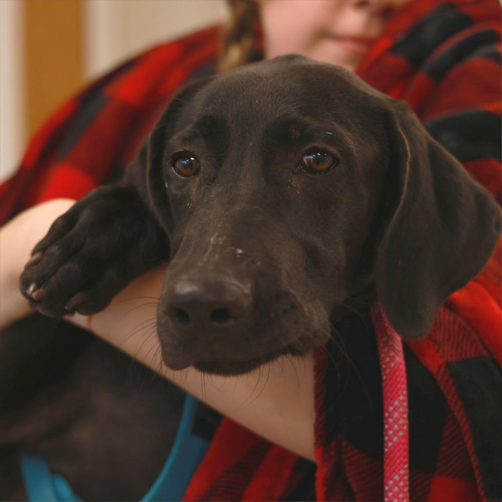 Enlarge Darcy, a Adoptable mixed breed in Chaska, MN image 5/6